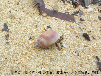 西表島レポート