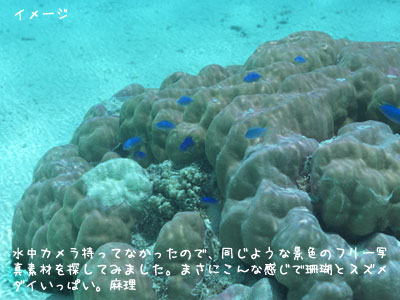 西表島レポート